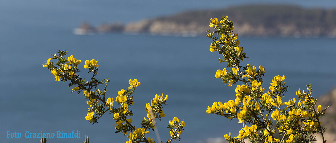 spiaggia fetovaia