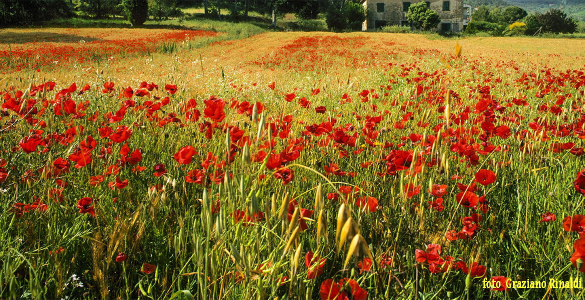 isola d'Elba_informazioni di base_campo di grano con papaveri e vecchia colonica