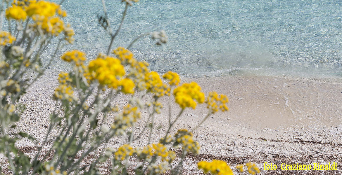 Isola d'Elba_Spiagge_Padulella_particolari fioritura cineraria