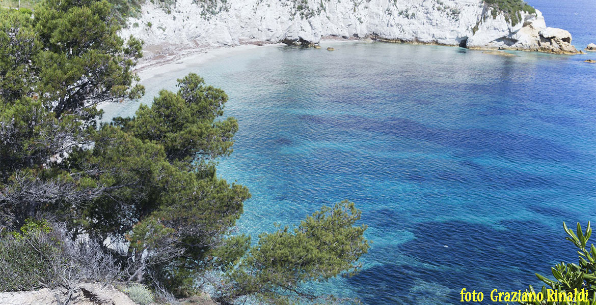 Isola d'Elba_Spiagge_Padulella_scogliera con pini marittimi