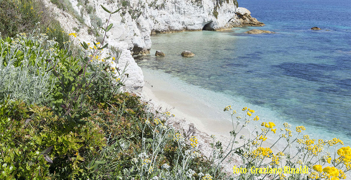 Isola d'Elba_Spiagge_Padulella_fioritura cineraria e scogliera