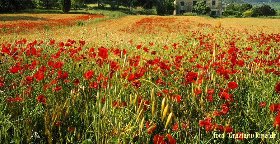 campo di grano con papaveri