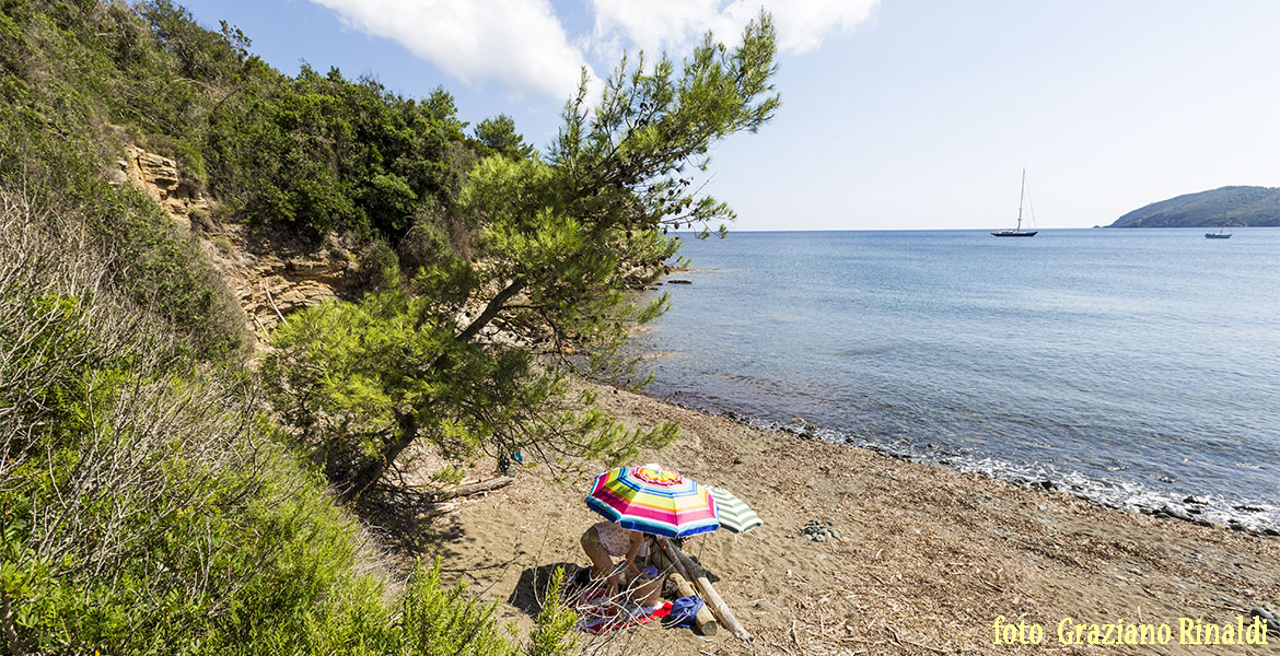 Spiagge dell'isola d'Elba_Norsi_al fresco sotto il pino marittimo