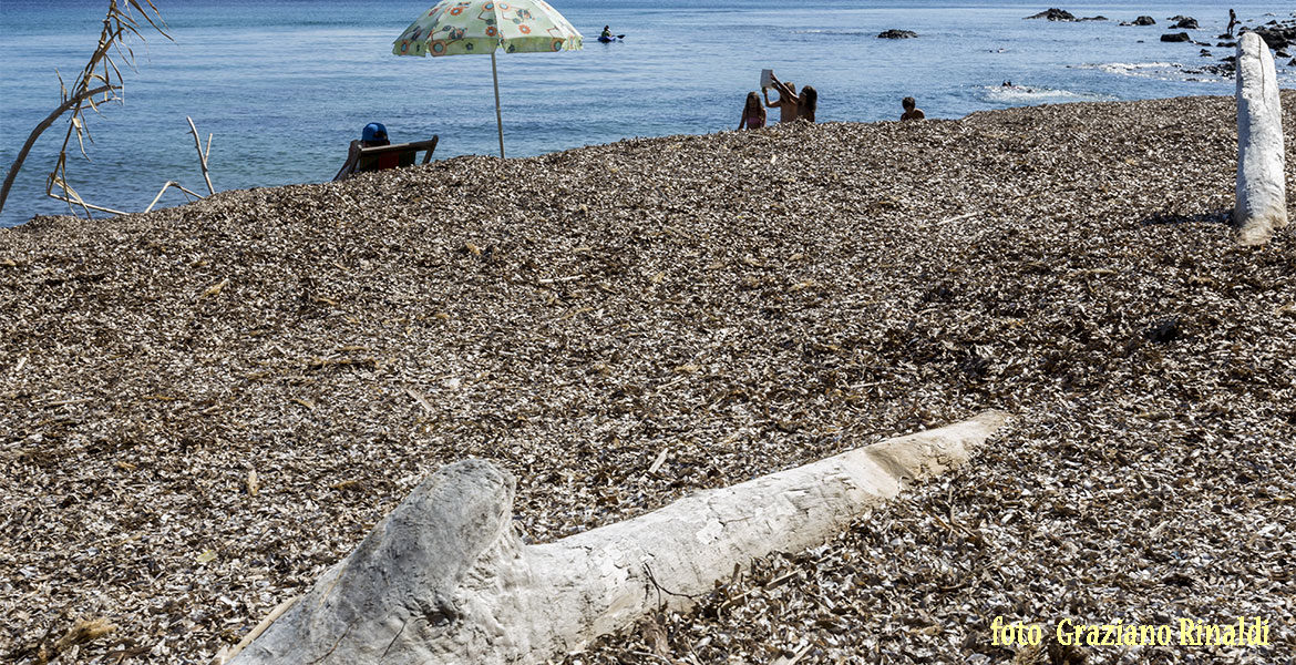 Spiagge dell'isola d'Elba_Norsi_tronco tra le foglie di poseidonia