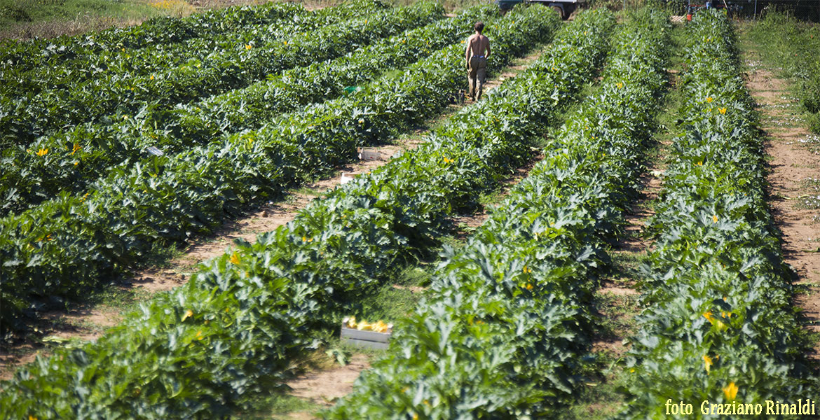 Isola d'Elba_Frutta e verdura locale_coltivazione in filari di zucchini a Mola Porto Azzurro