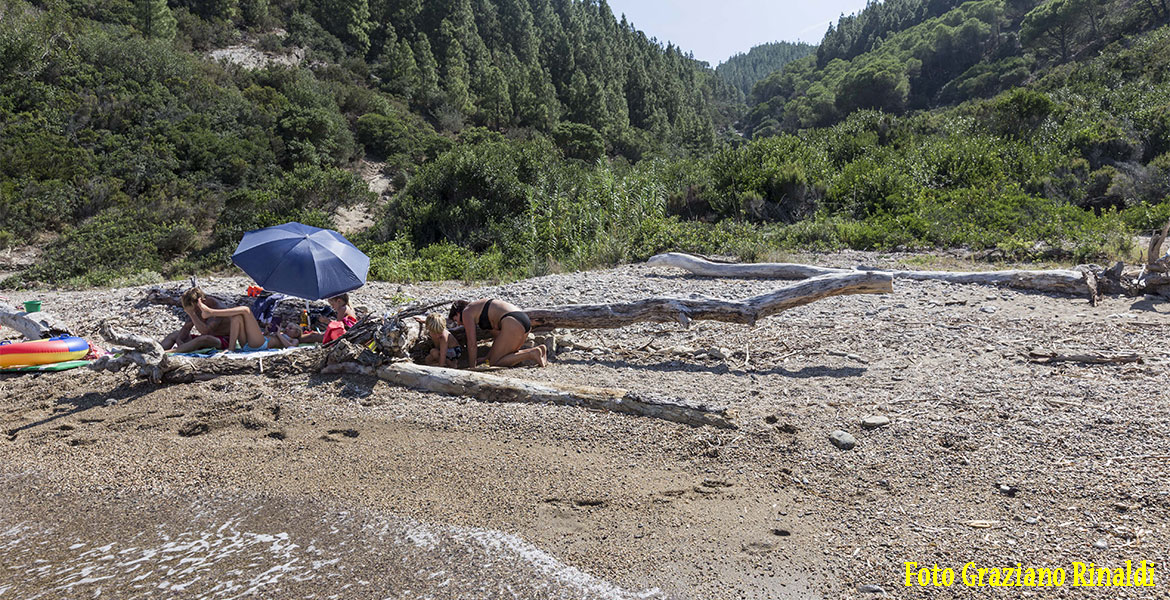 bosco sopra spiaggia