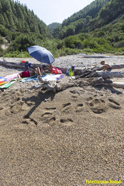 ombrelloni e tronchi d'albero sulla spiaggia di Buzzancone