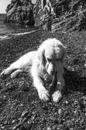cane bianco spiaggia Pomonte isola d'Elba