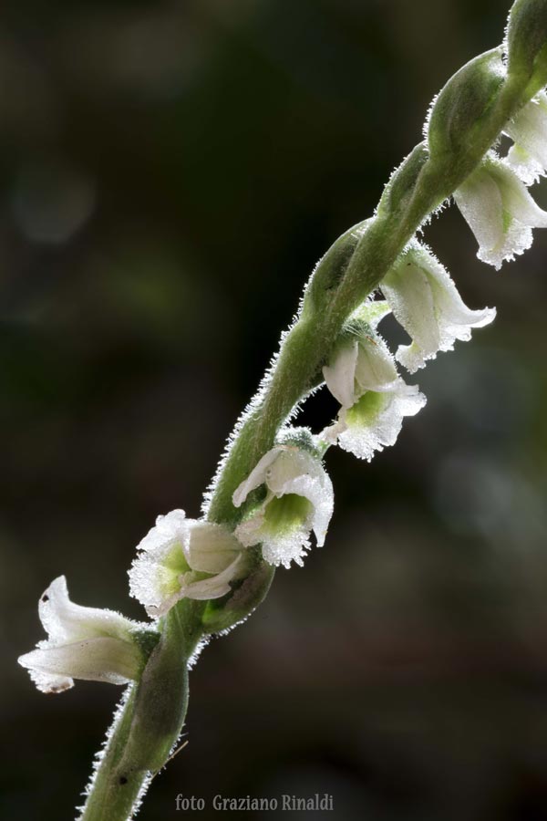 Spiranthes spiralis orchidee isola d'Elba