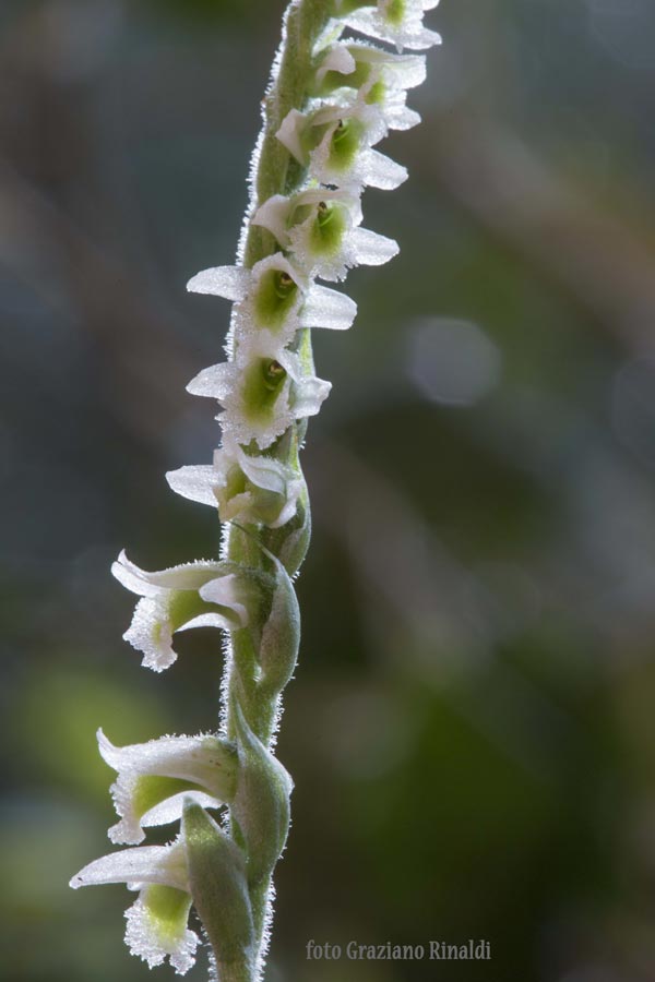 fiori Elba orchidee spontanee