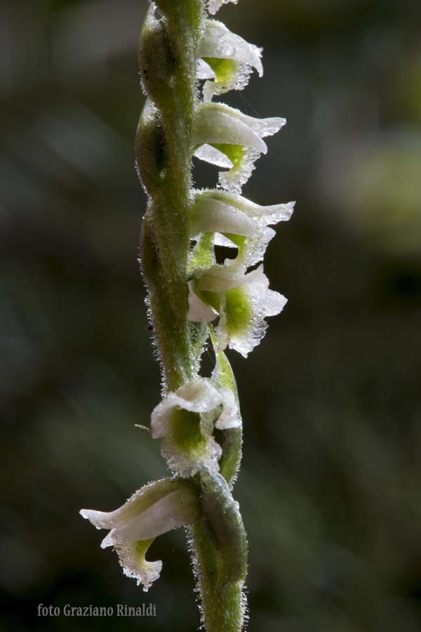 fiori su racemo orchidea spiralis