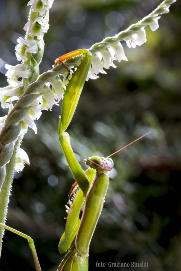 mantide su fiori orchidea spiralis