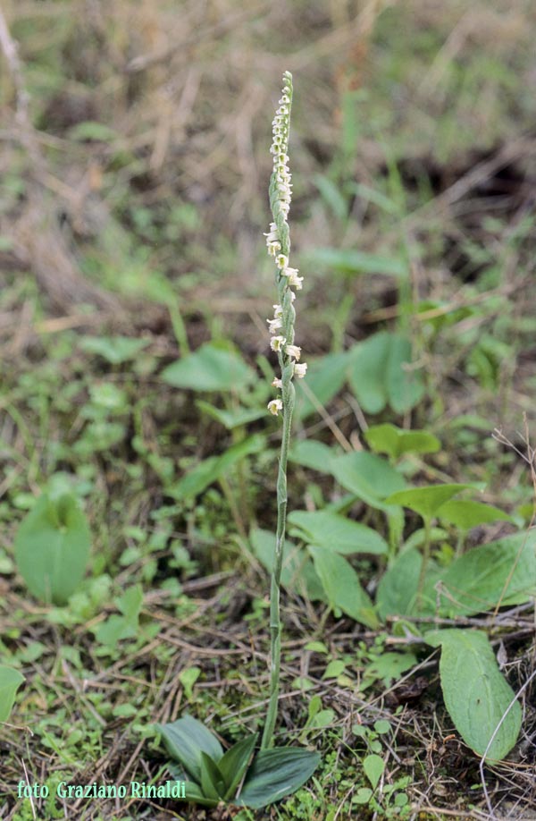 pianta spiranthes spiralis