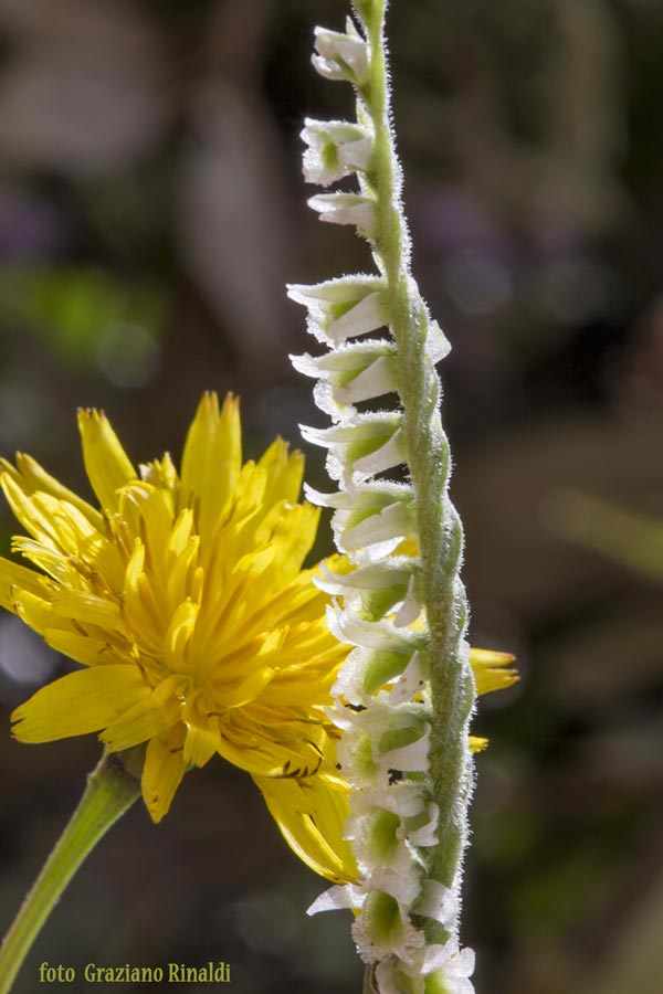 fiore compositae con orchidea spiralis