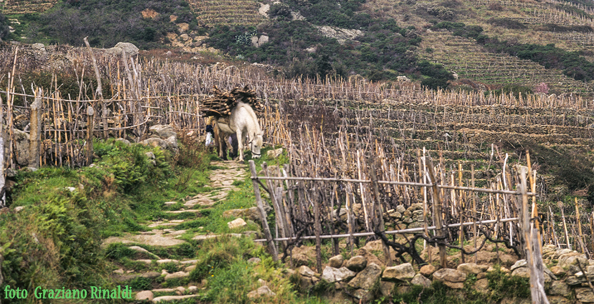 campagna elbana anni ottanta foto di Graziano Rinaldi