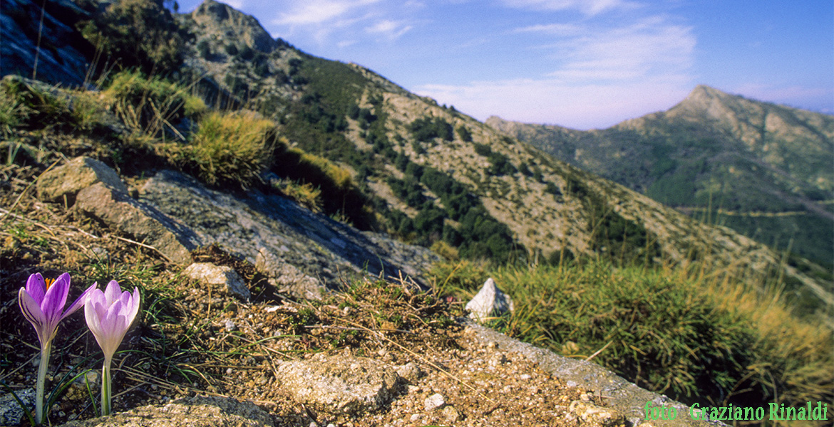 crocus sul Monte capanne all'isola d'Elba