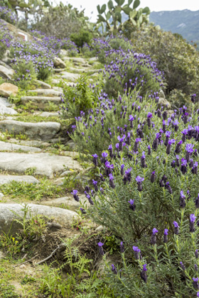 lavanda selvatica lungo il sentiero tra Pomonte e Chiessi