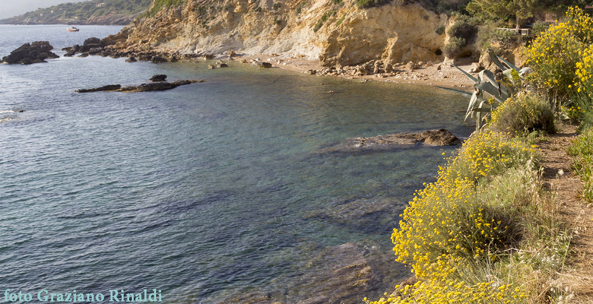 cala peducelli fioritura elicriso