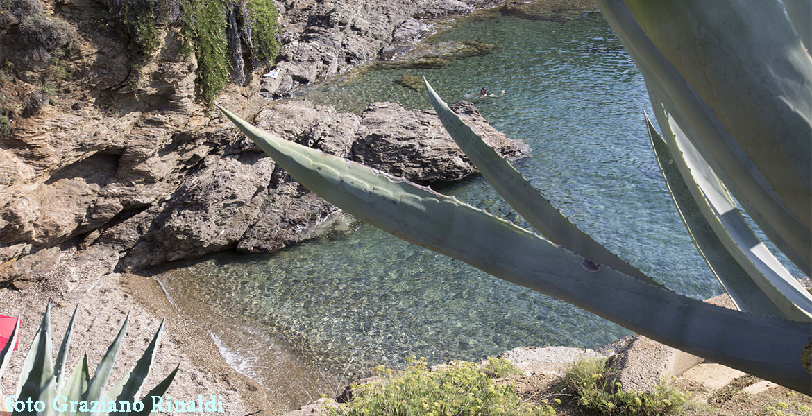 agave su caletta Peducelli Capoliveri isola d'Elba