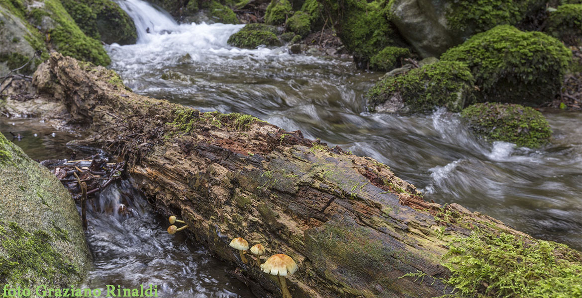 tronco con funghi valle Nivera marciana Elba