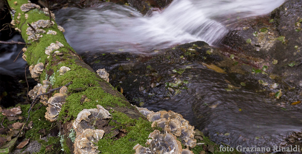 tronco con funghi di traverso al torrente