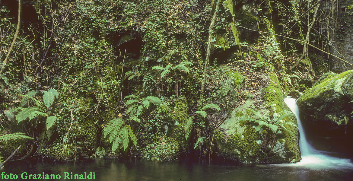 felci e altra vegetazione nella valle Nivera isola d'Elba