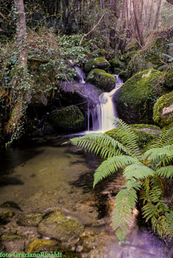 felce Valle Nivera Isola d'Elba