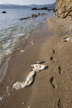 spiaggia Cala Peducelli Capoliveri Elba