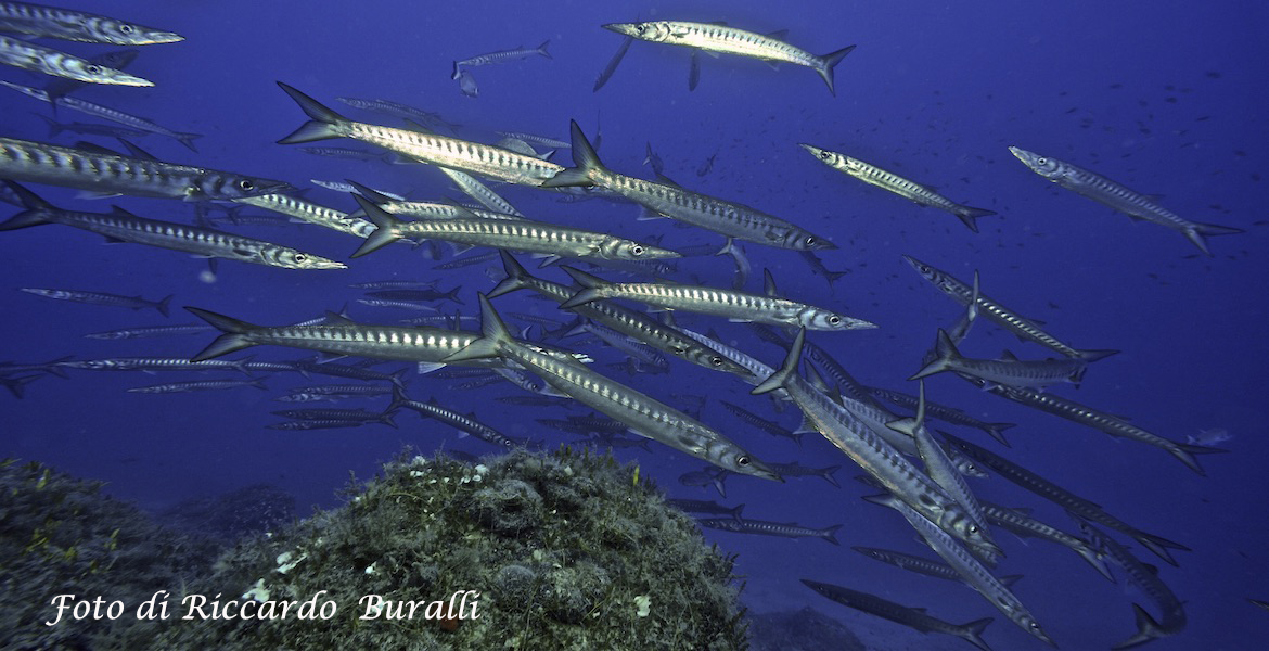 barracuda isola di Pianosa