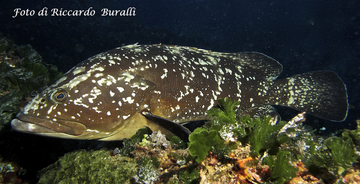 cernia scoglietto isola d'elba foto sub