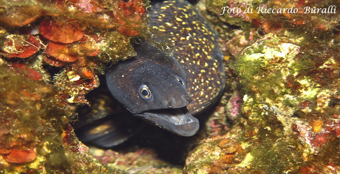 murena sui fondali dell'Elba foto Riccardo