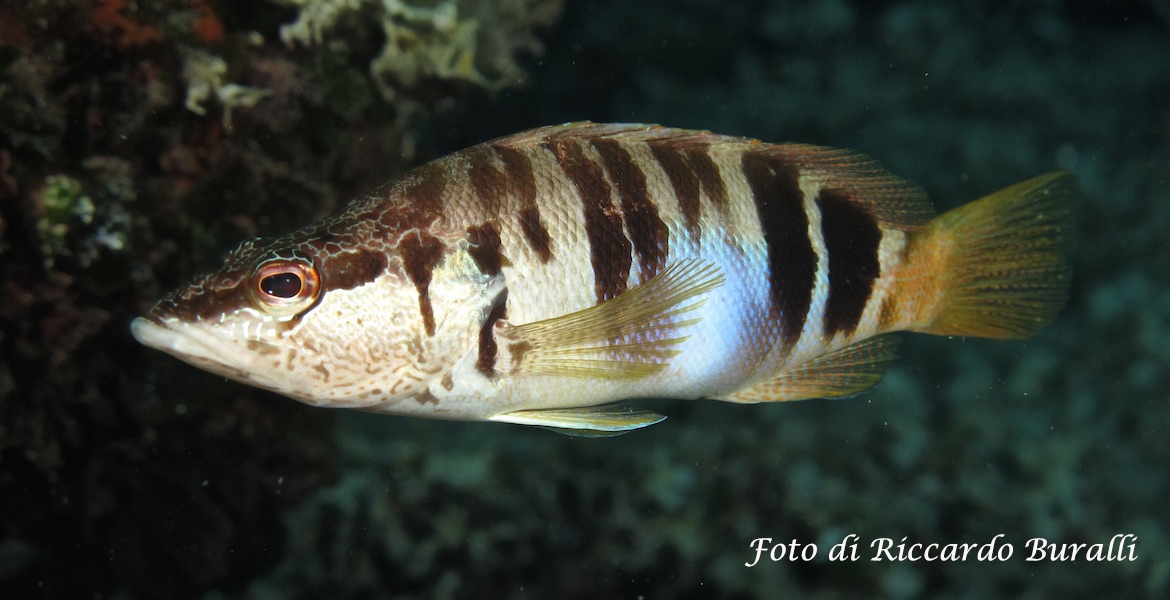 sciarrano foto sub elba di riccardo