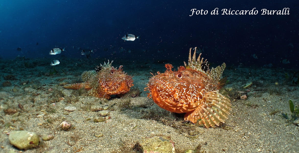 scorfani sui fondali elba