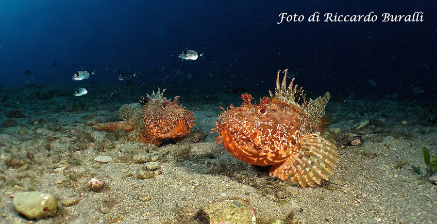 scorfani su fondali elba