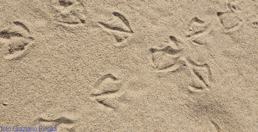orme gabbiani su sabbia spiaggia Biodola