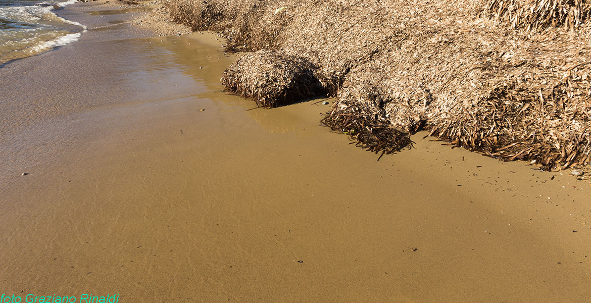 Spiagge isola d'Elba_Felciaio__Capoliveri_ le dune di poseidonia sulla spiaggia