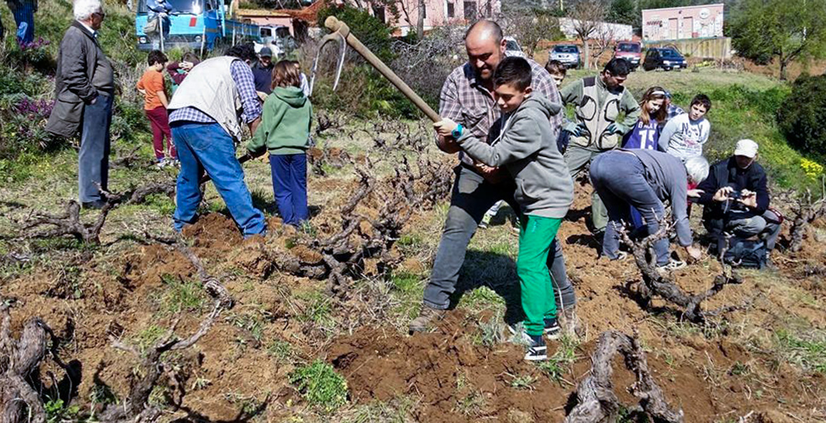 isola d'Elba vini doc_ragazzino con zappa