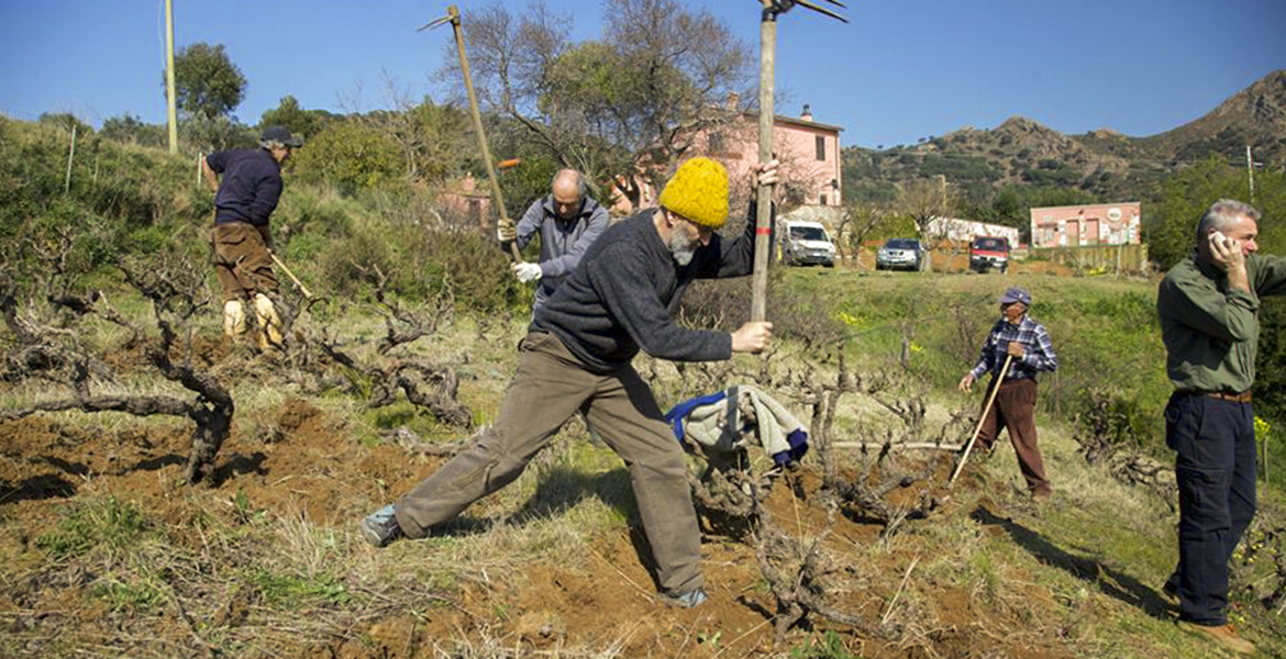 isola d'Elba vini doc_zappatore con cappello giallo