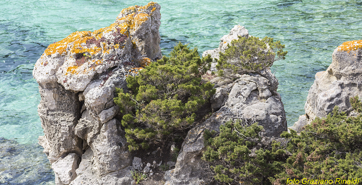 Isola di Pianosa_Parco Nazionale Arcipelago Toscano_cala del bruciato scogli con vegetazione