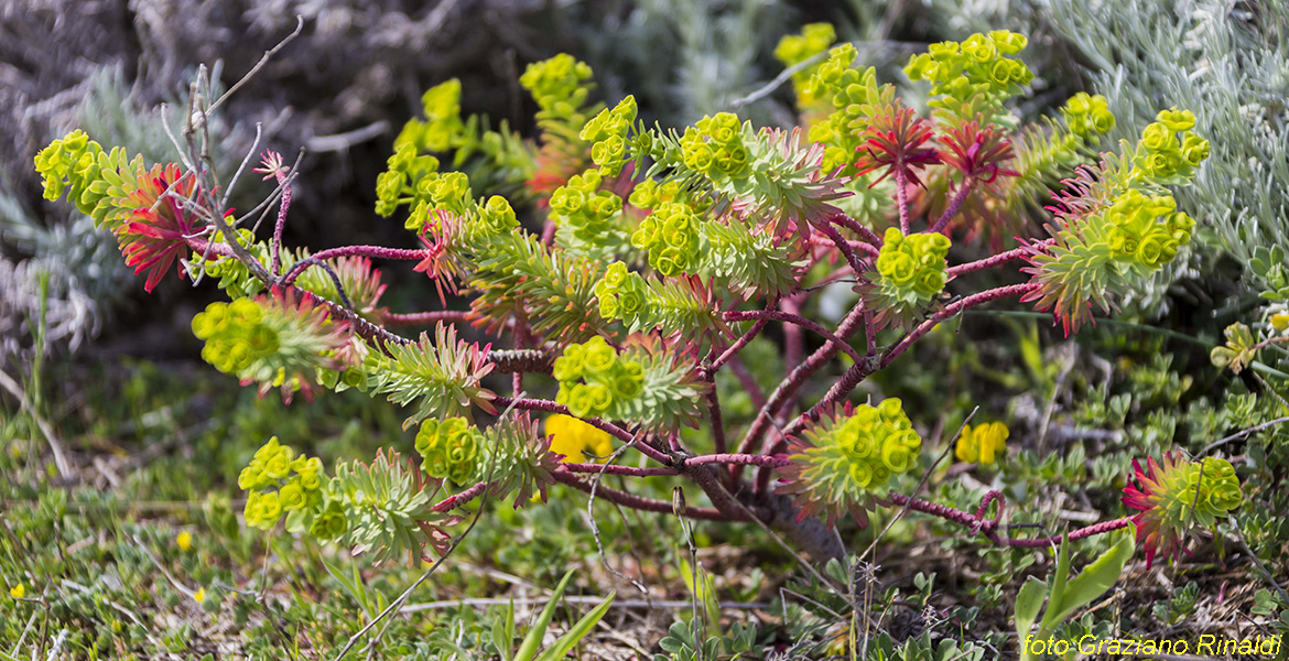 Isola di Pianosa_Parco Nazionale Arcipelago Toscano_tipica vegetazione di euforbia