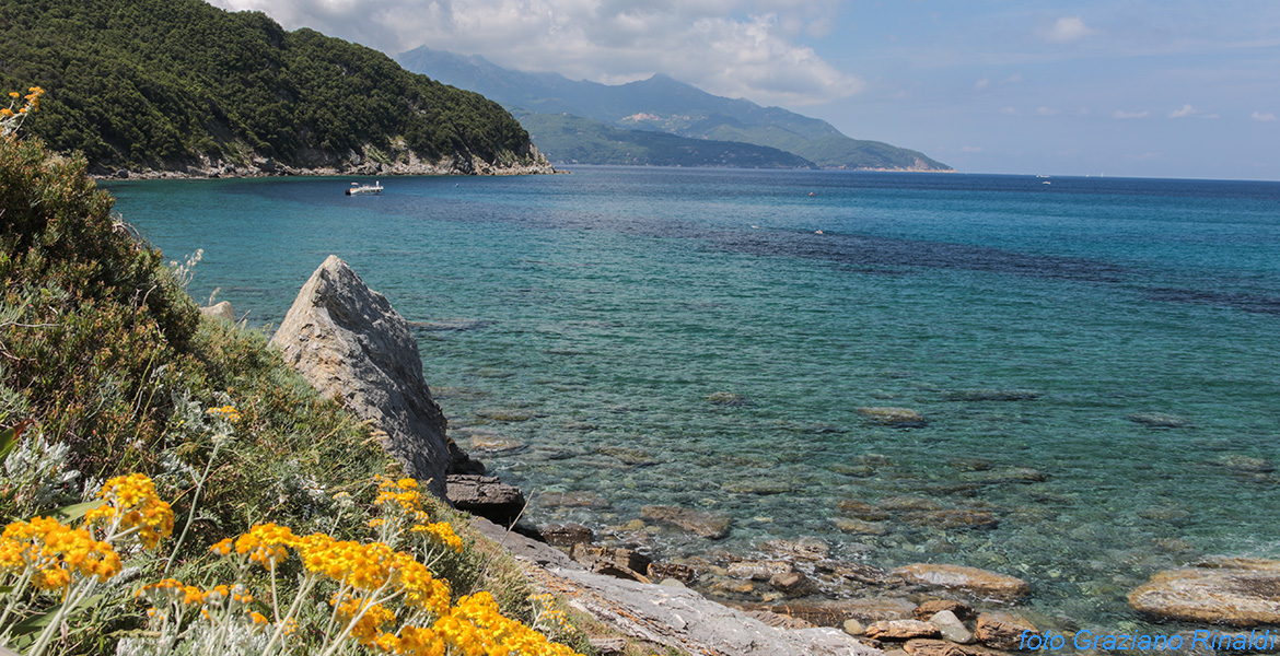 cineraria in fiore scogliera isola d'Elba