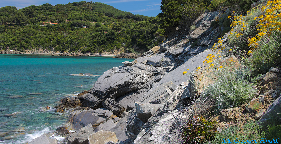 scogliera in fiore tarda primavera Elba