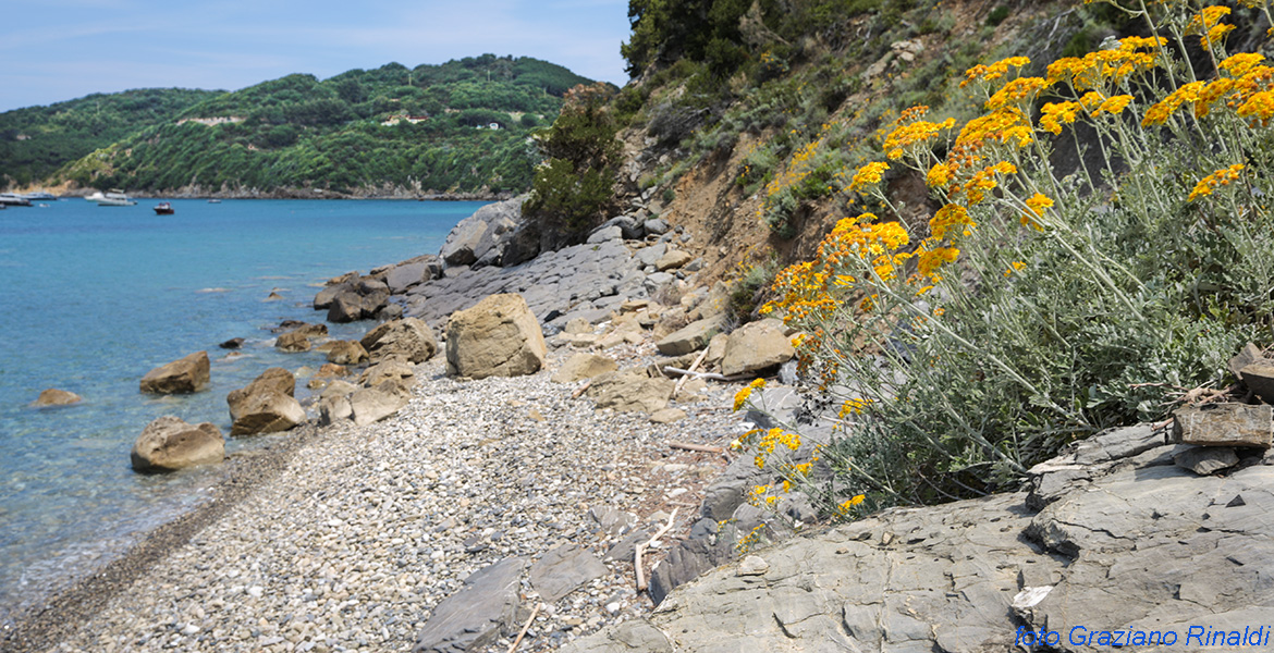 cineraria sugli scogli dell'isola d'Elba