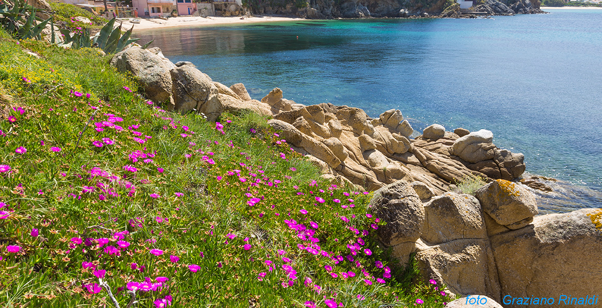 spiaggia di forno Isola d'Elba fioritura di mesembratemi sulla scogleira di granito