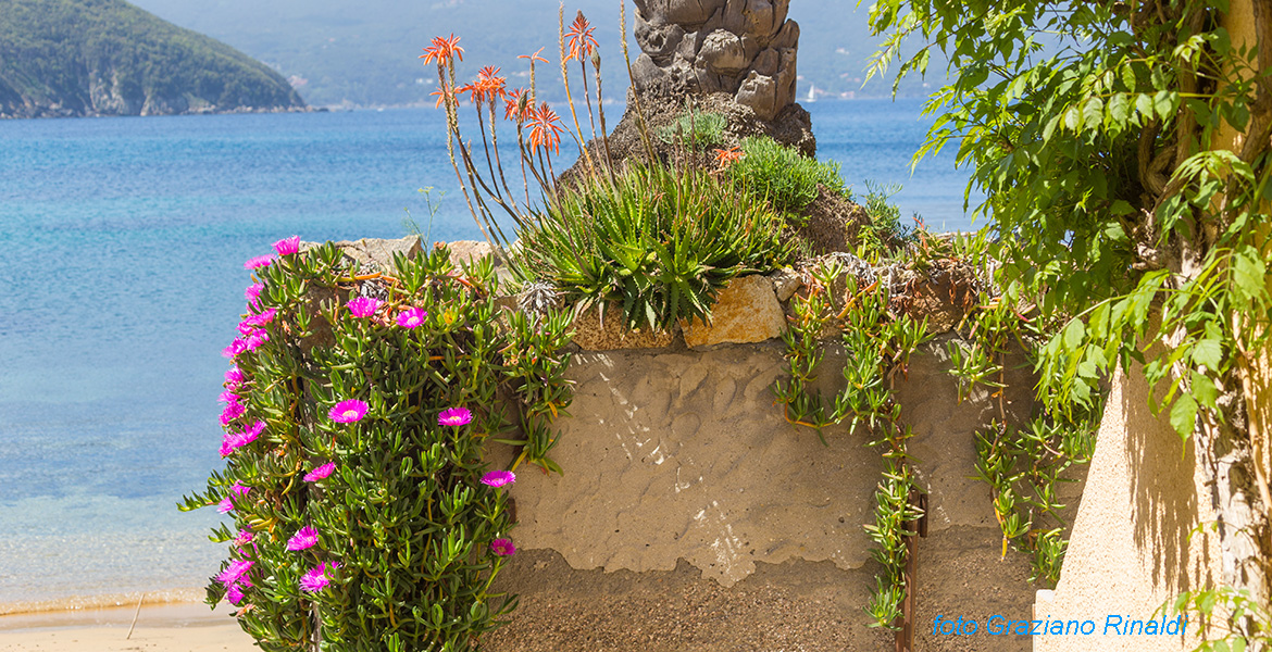 spiaggia di forno Isola d'Elba fioritura alla base della palma sulla spiaggia