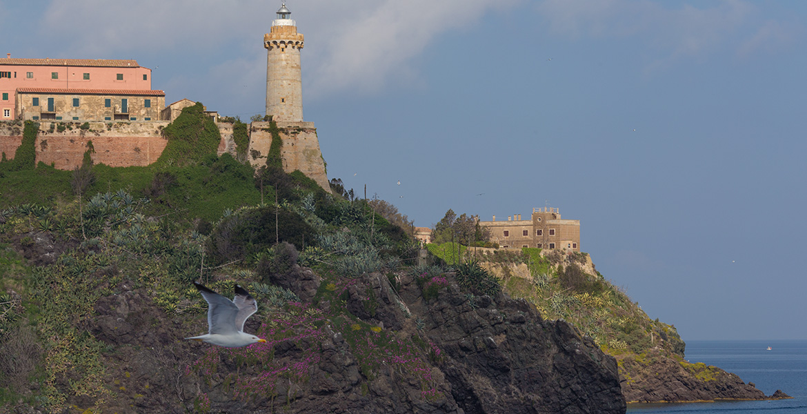 gabbiano e faro di portoferraio