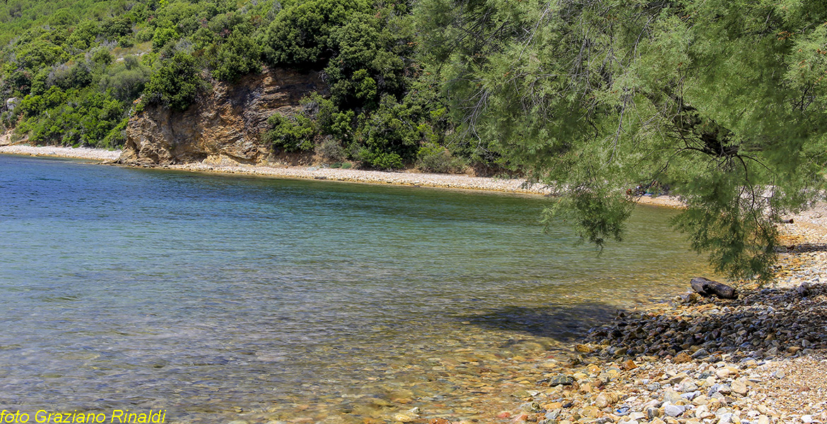Spiagge Isola d'Elba Spiaggia Ottonella tamerice sulla spiaggia
