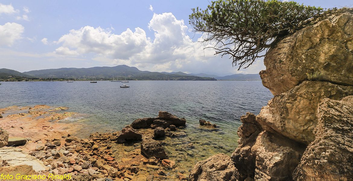 Spiagge Isola d'Elba Spiaggia Ottonella lentisco su scogliera