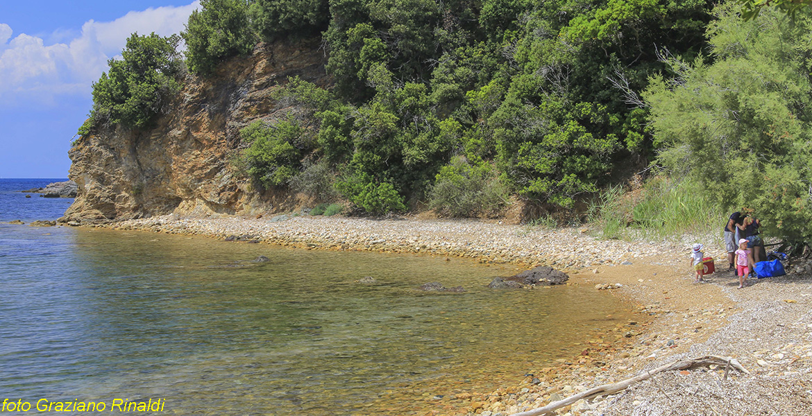 Spiagge Isola d'Elba Spiaggia Ottonella vegetazione su ghiaieto