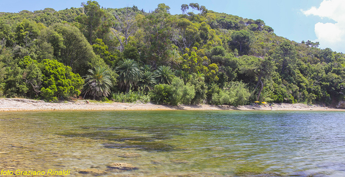 Spiagge Isola d'Elba Spiaggia Ottonella visione d'inseme da oriente